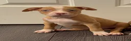 American Bully dogs for sale: American Bully 6 - Ad 2