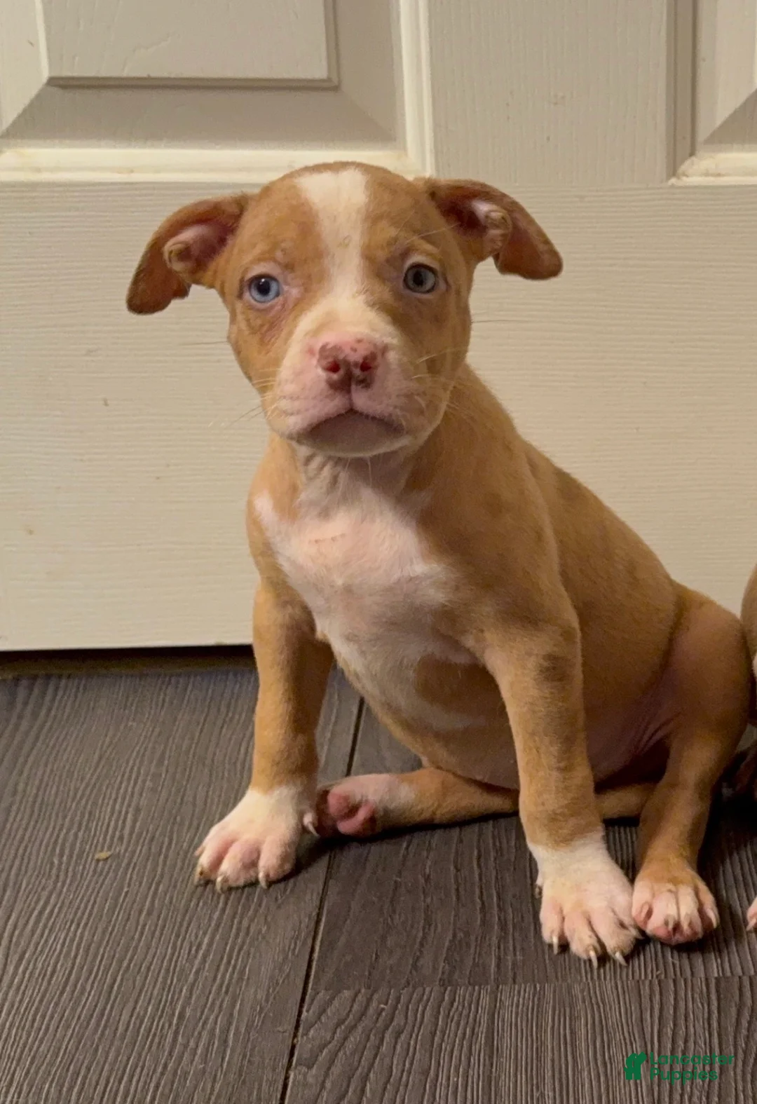 American Bully dogs for sale: American Bully 6 - Ad 2