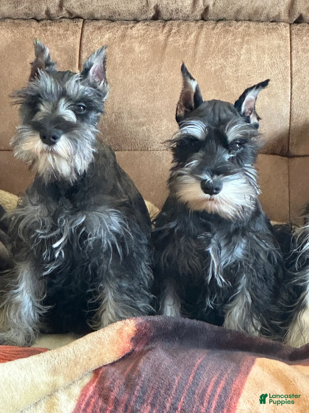 Miniature Schnauzer dogs for sale: Journey - Ad 2