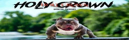 American Bully dogs for sale: American Bully Puppy 1 - Ad 5
