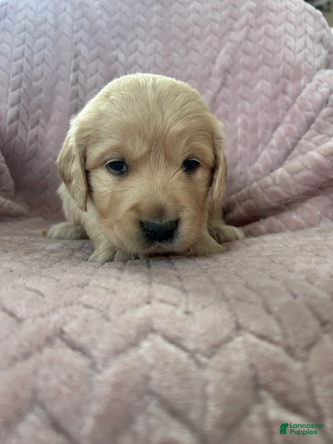 Golden Retriever dogs for sale: Muffin - Ad 2