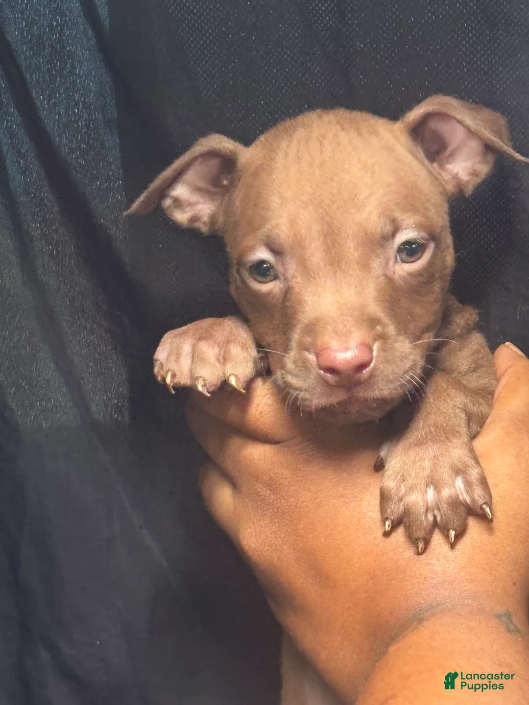 American Pit Bull Terrier dogs for sale: American Pit Bull Terrier 6 - Ad 1