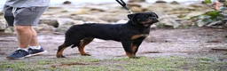 Rottweiler dogs for sale: Yoshi - Ad 9