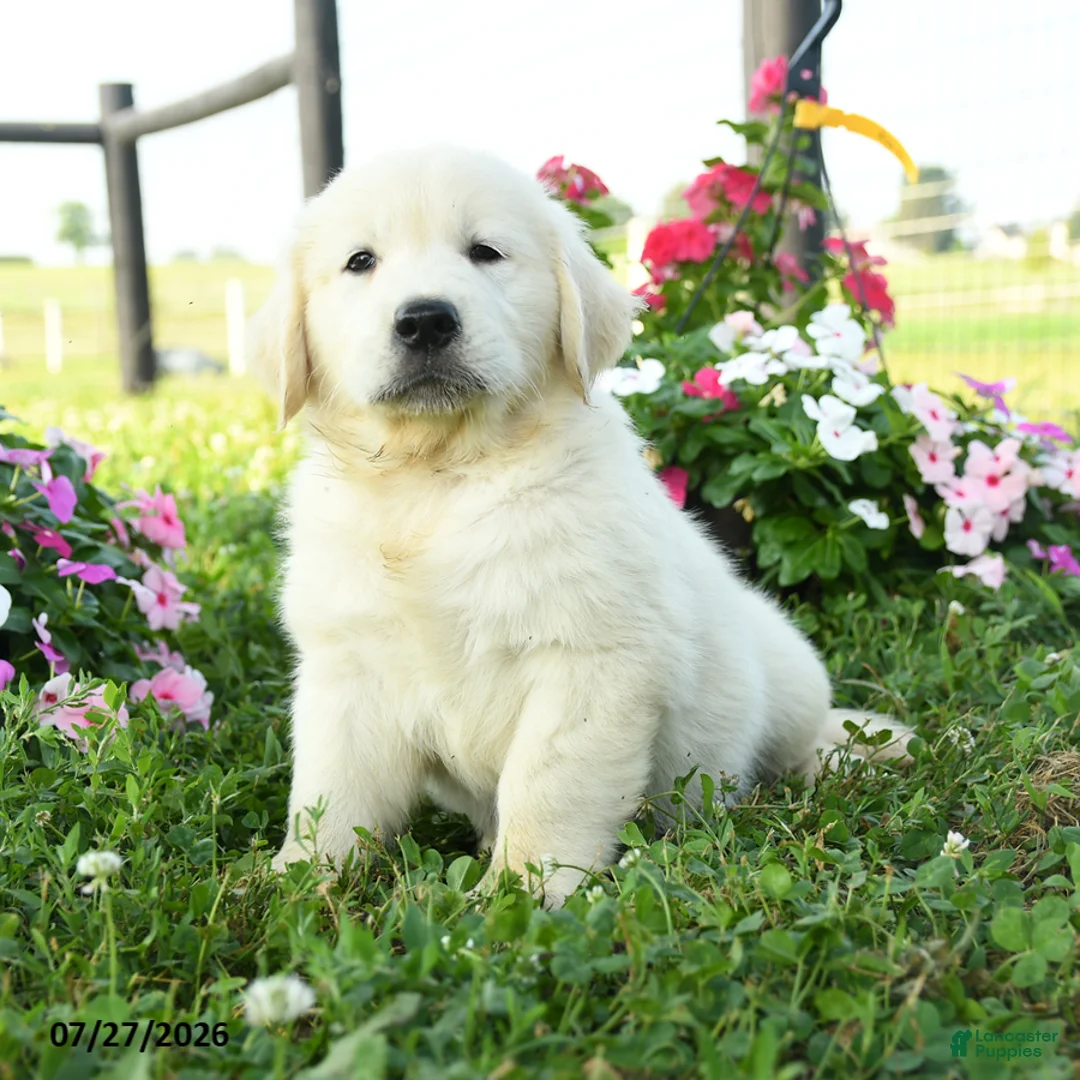 Golden Retriever dogs for sale: Bentley - Ad 1