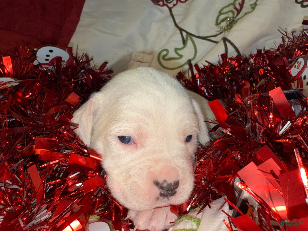 Mixed Breed dogs for sale: Leena  - Ad 3