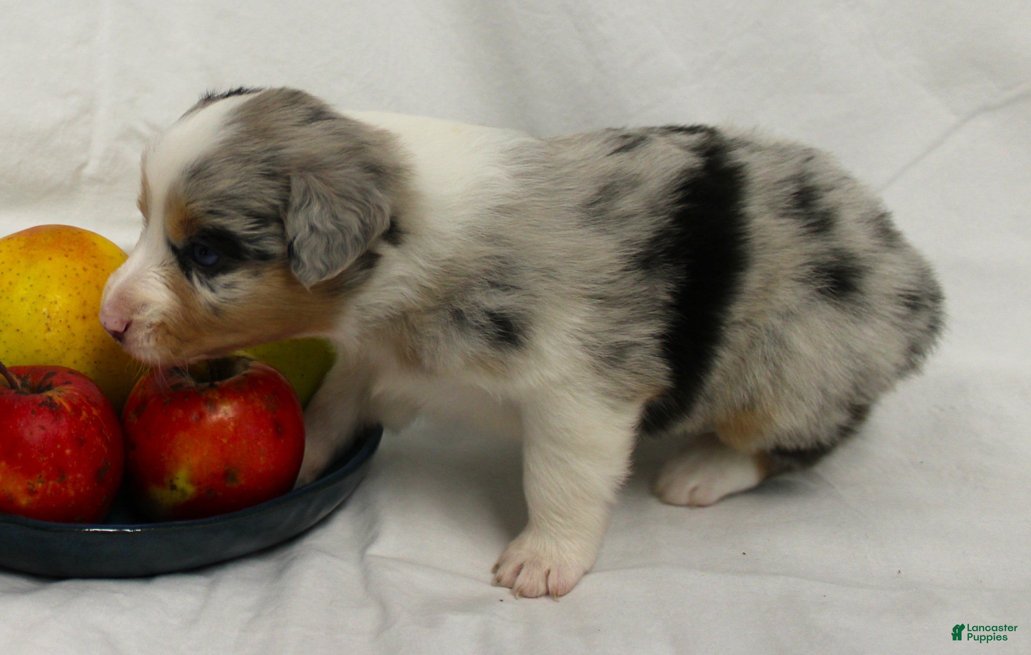 Australian Shepherd dogs Story - Ad 2