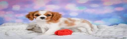 Cavalier King Charles Spaniel dogs for sale: Sasha - Ad 7