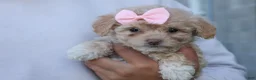 Havapoo dogs for sale: OREO - Ad 15