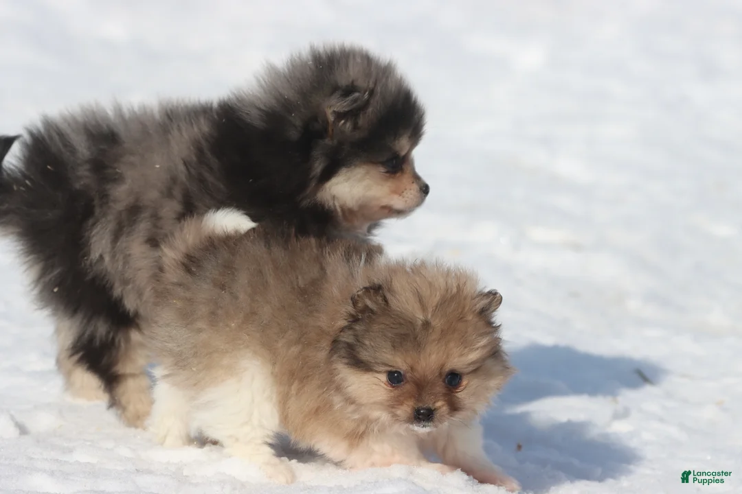 Pomeranian dogs for sale: Pockets - Ad 2