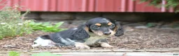 Miniature Dachshund dogs for sale: Bella - Ad 6