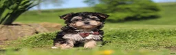 Morkie dogs for sale: Scooby - Ad 2