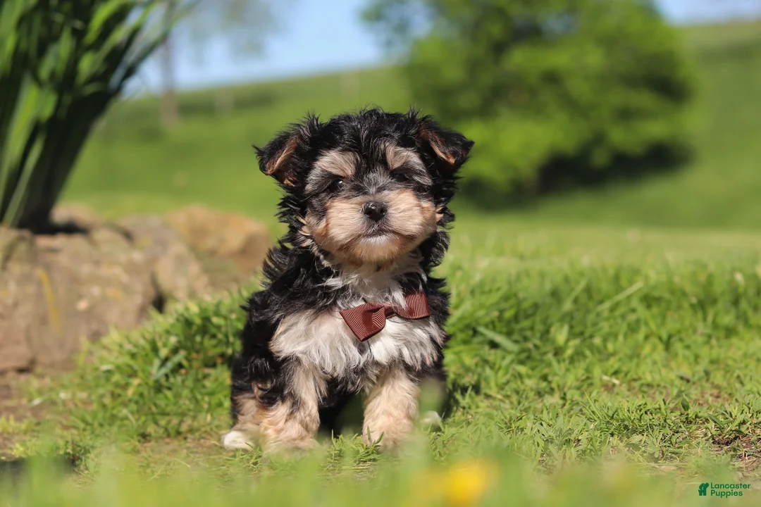 Morkie dogs for sale: Scooby - Ad 2