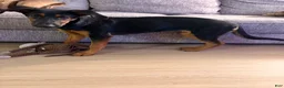 Doberman Pinscher dogs for sale: Raven - Ad 4