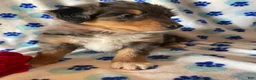 Mixed Breed dogs for sale: Leo - Ad 2
