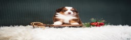 Miniature Australian Shepherd dogs for sale: Daisy - Ad 6