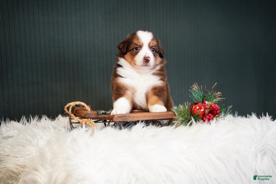 Miniature Australian Shepherd dogs for sale: Daisy - Ad 6