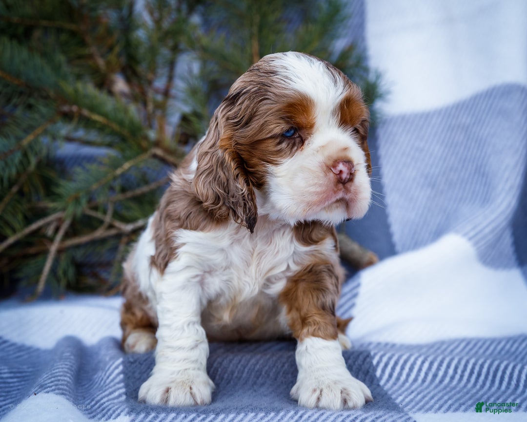 Cocker Spaniel dogs for sale: Pierre - Ad 4