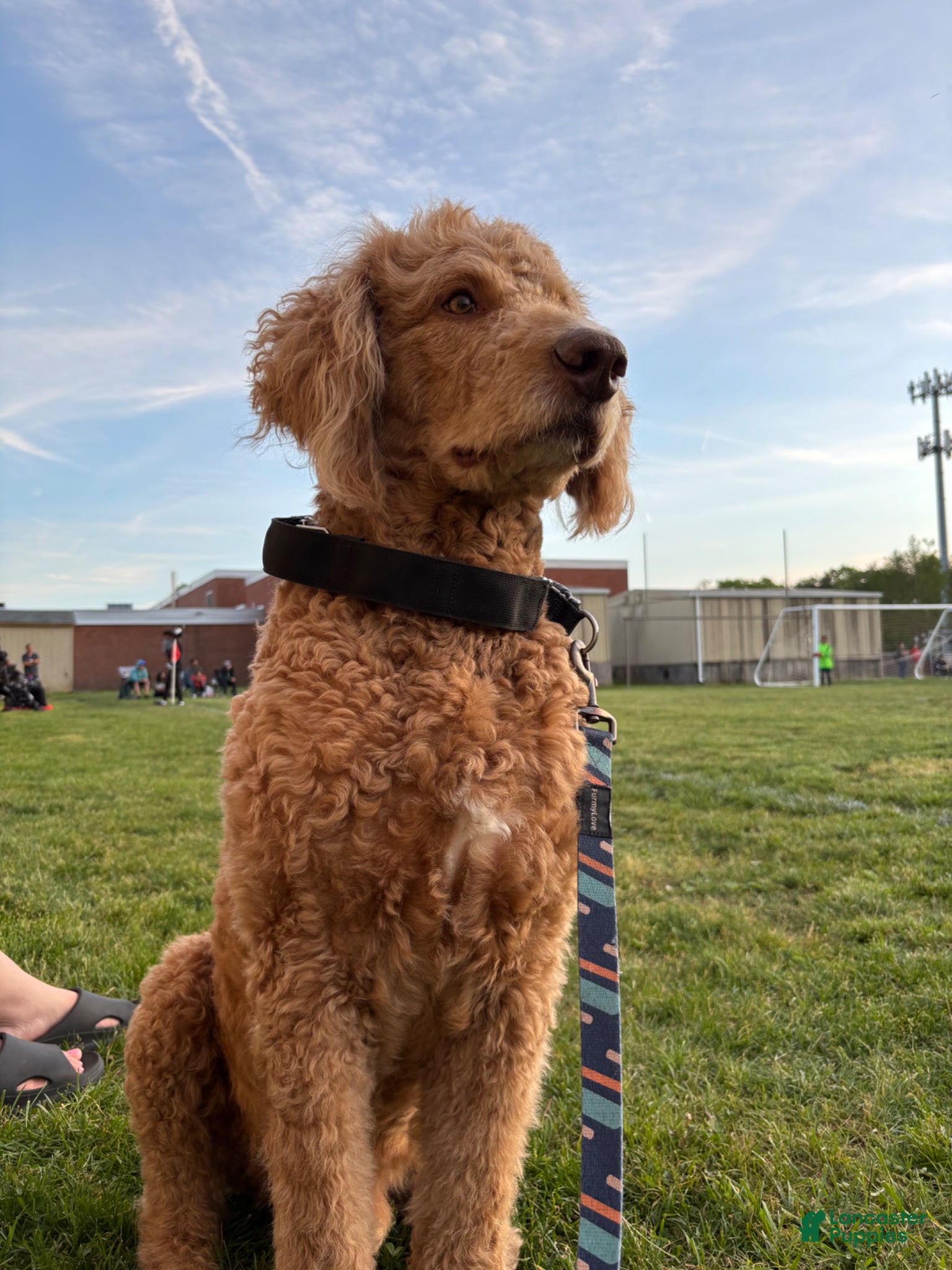 Goldendoodle dogs Standard Goldendoodle  - Ad 3