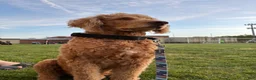 Goldendoodle dogs for stud: Standard Goldendoodle  - Ad 1