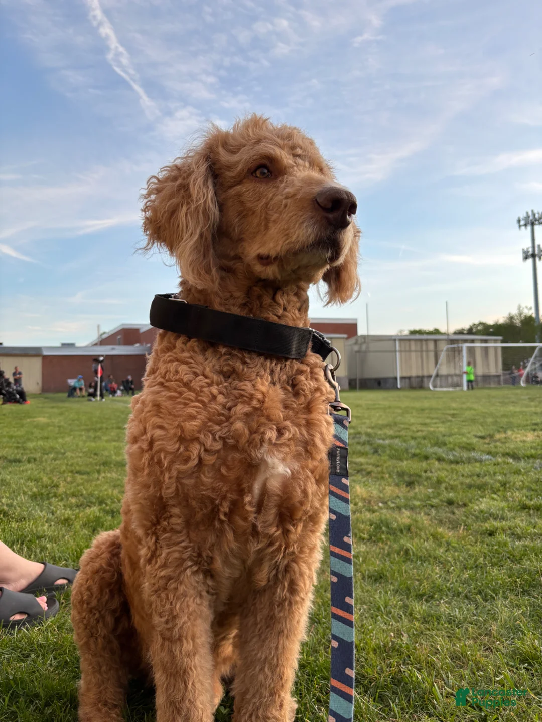 Goldendoodle dogs for stud: Standard Goldendoodle  - Ad 1