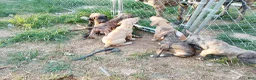 Great Dane dogs for sale: Great Dane 4 - Ad 7