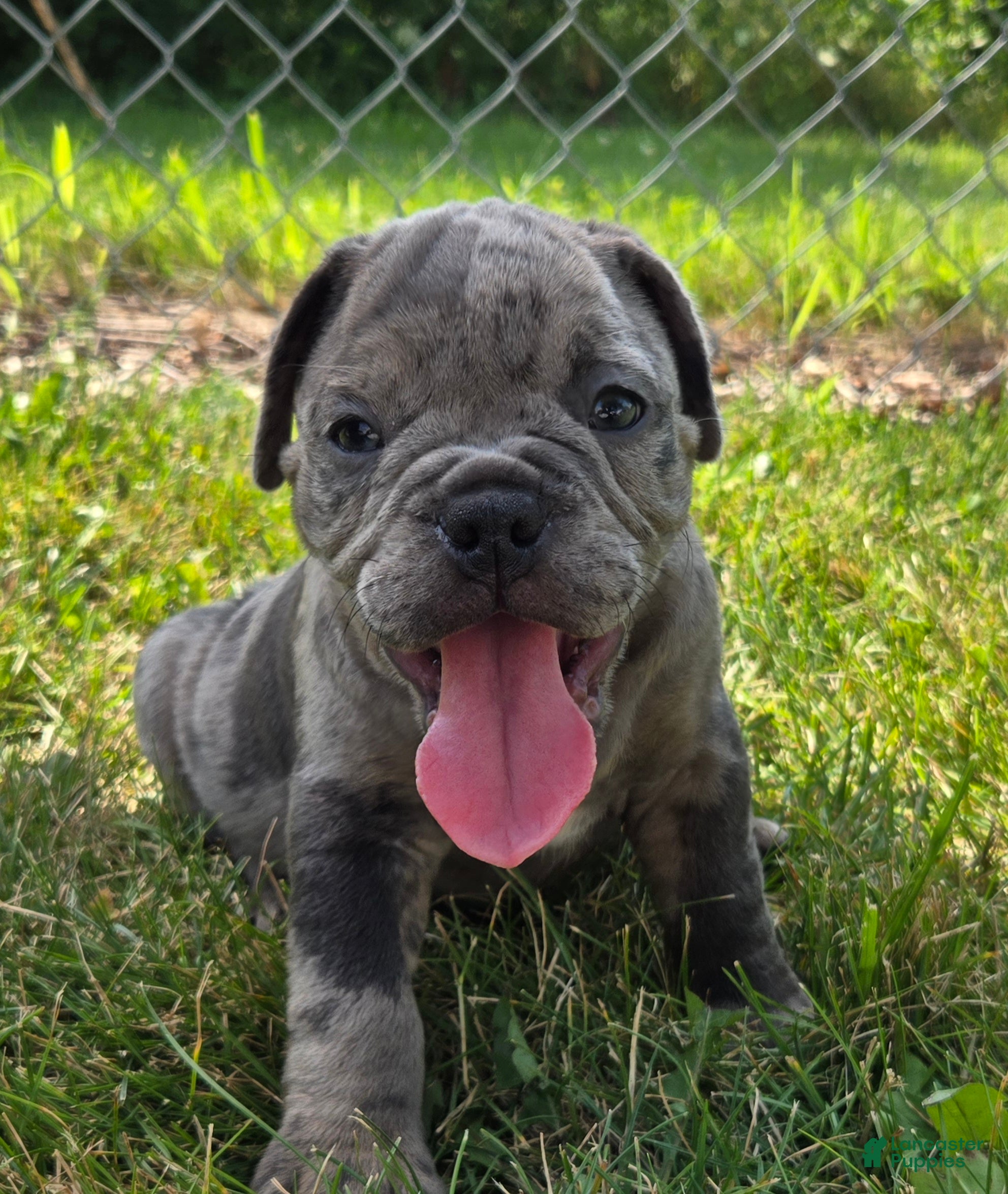 Olde English Bulldogge dogs Zuma - Ad 1