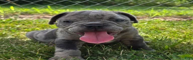 Zuma