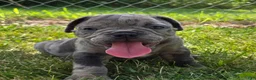 Olde English Bulldogge dogs for sale: Zuma - Ad 1
