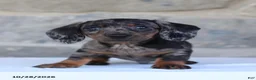 Dachshund dogs for sale: Ezra - Ad 2