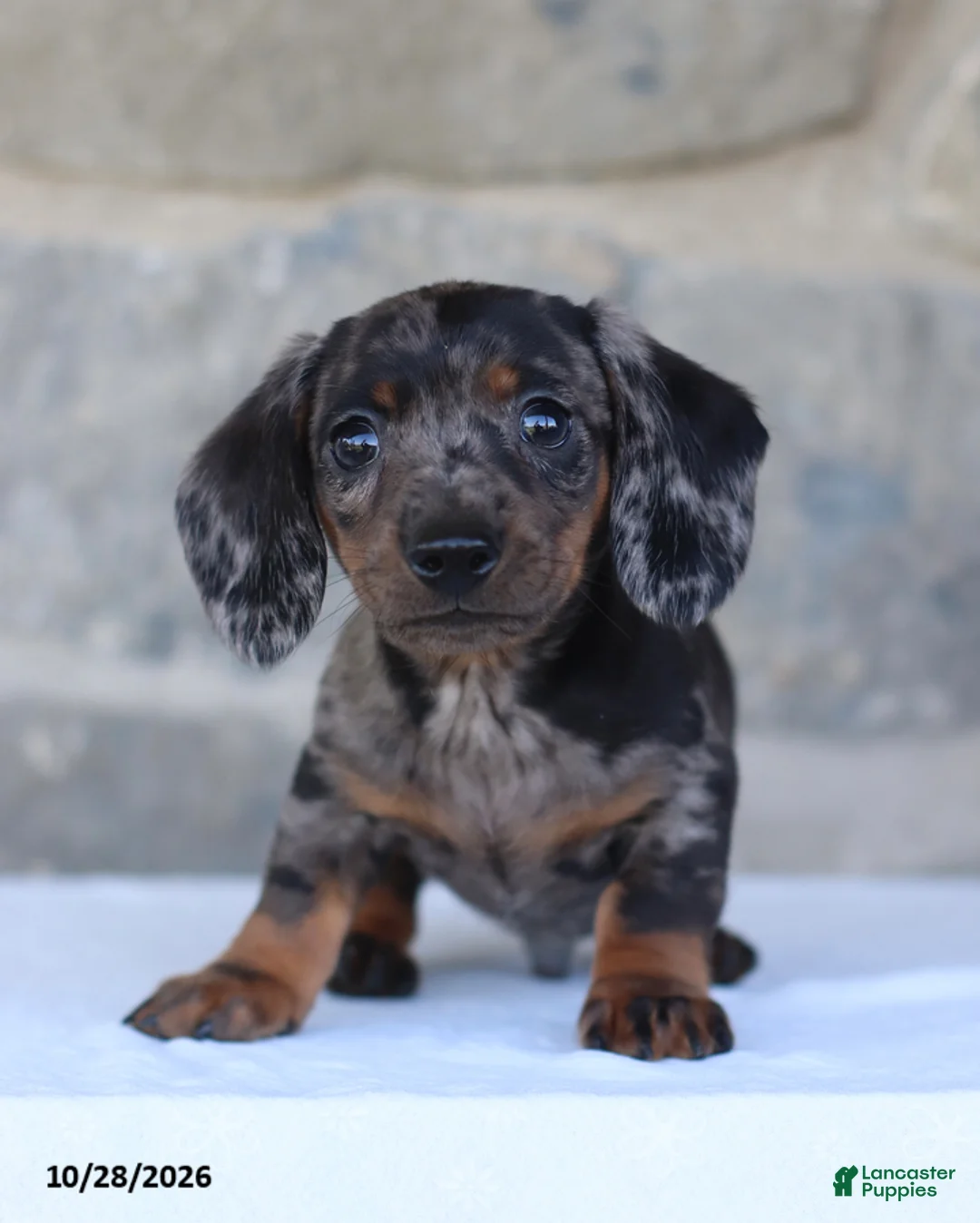 Dachshund dogs for sale: Ezra - Ad 2