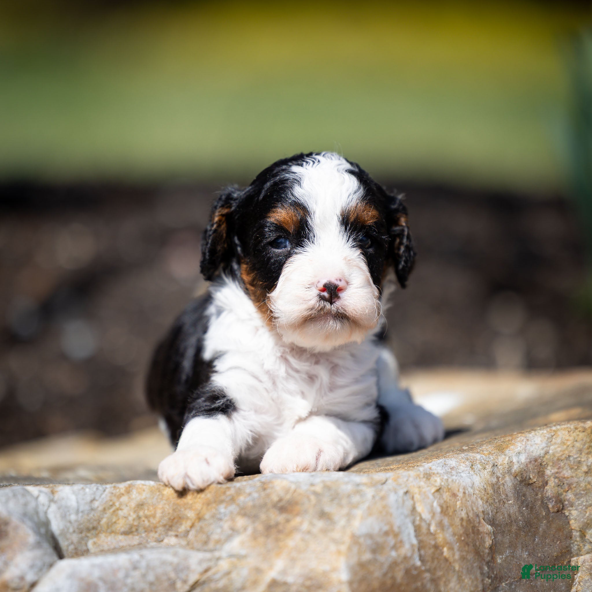 Cavapoo dogs Echo Cavapoo Puppy  - Ad 1