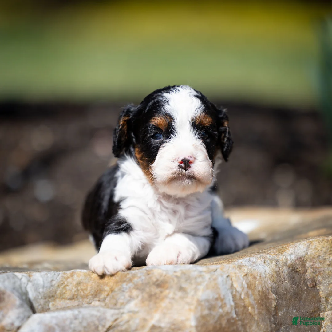 Cavapoo dogs for sale: Echo Cavapoo Puppy  - Ad 1