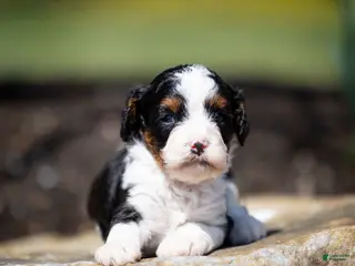 Cavapoo dogs for sale: Echo Cavapoo Puppy - Ad 4