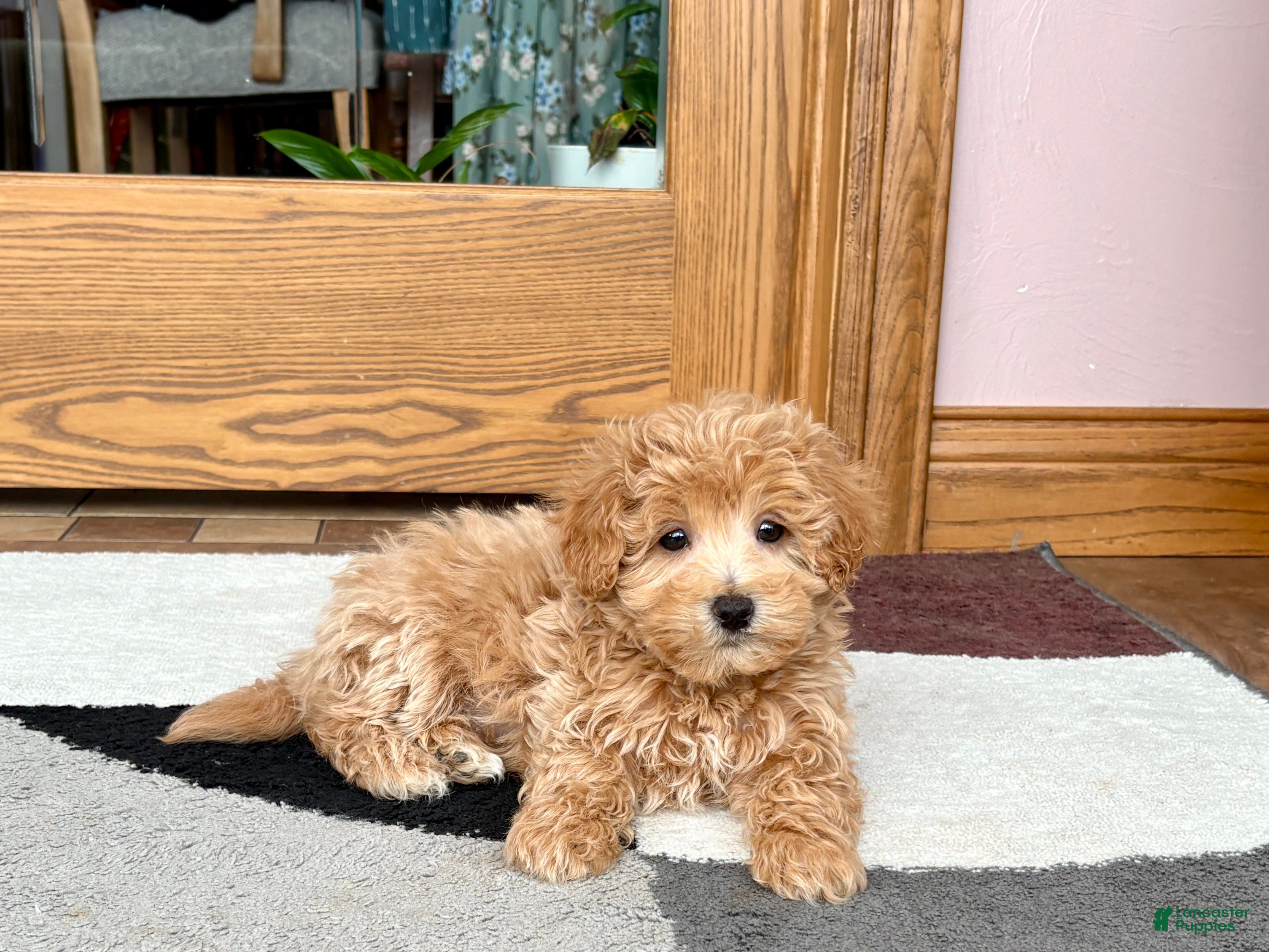 Maltipoo dogs Tigger  - Ad 2