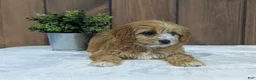 Cavapoo dogs for sale: Cavapoo Puppy 1 - Ad 9