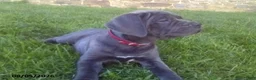 Cane Corso dogs for sale: Diamond - Ad 3