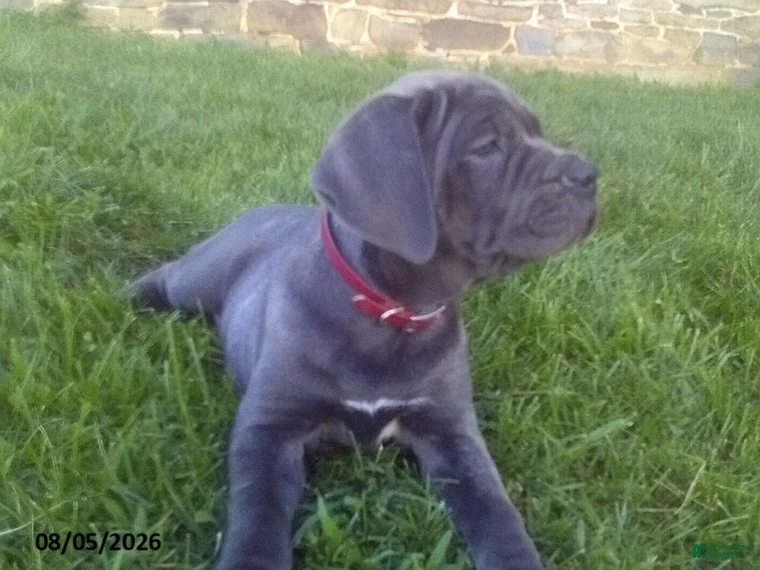 Cane Corso dogs for sale: Diamond - Ad 3