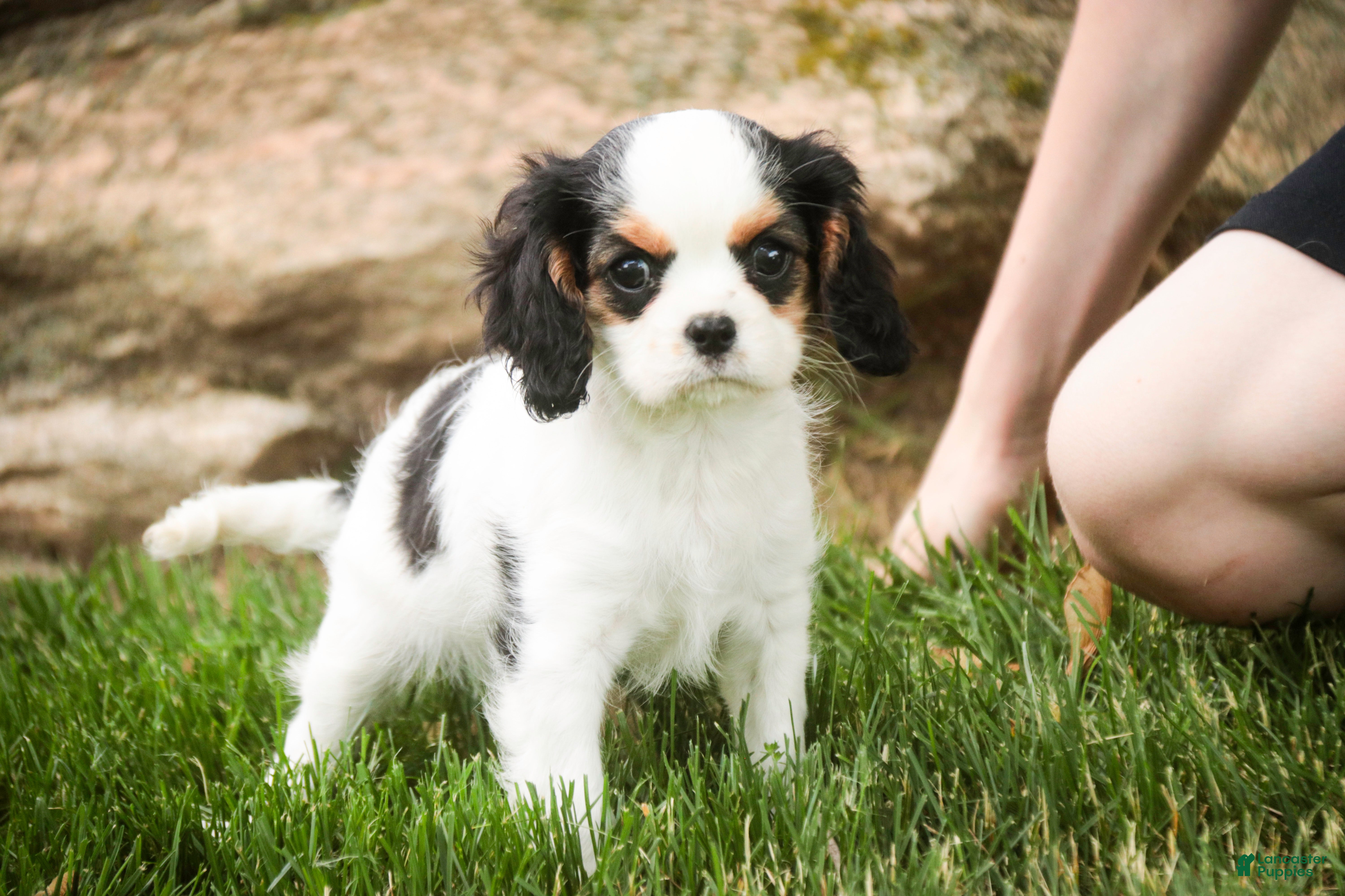 Cavalier King Charles Spaniel dogs Dottie - Ad 1