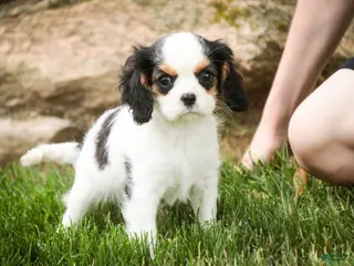 Cavalier King Charles Spaniel dogs for sale: Dottie - Ad 1