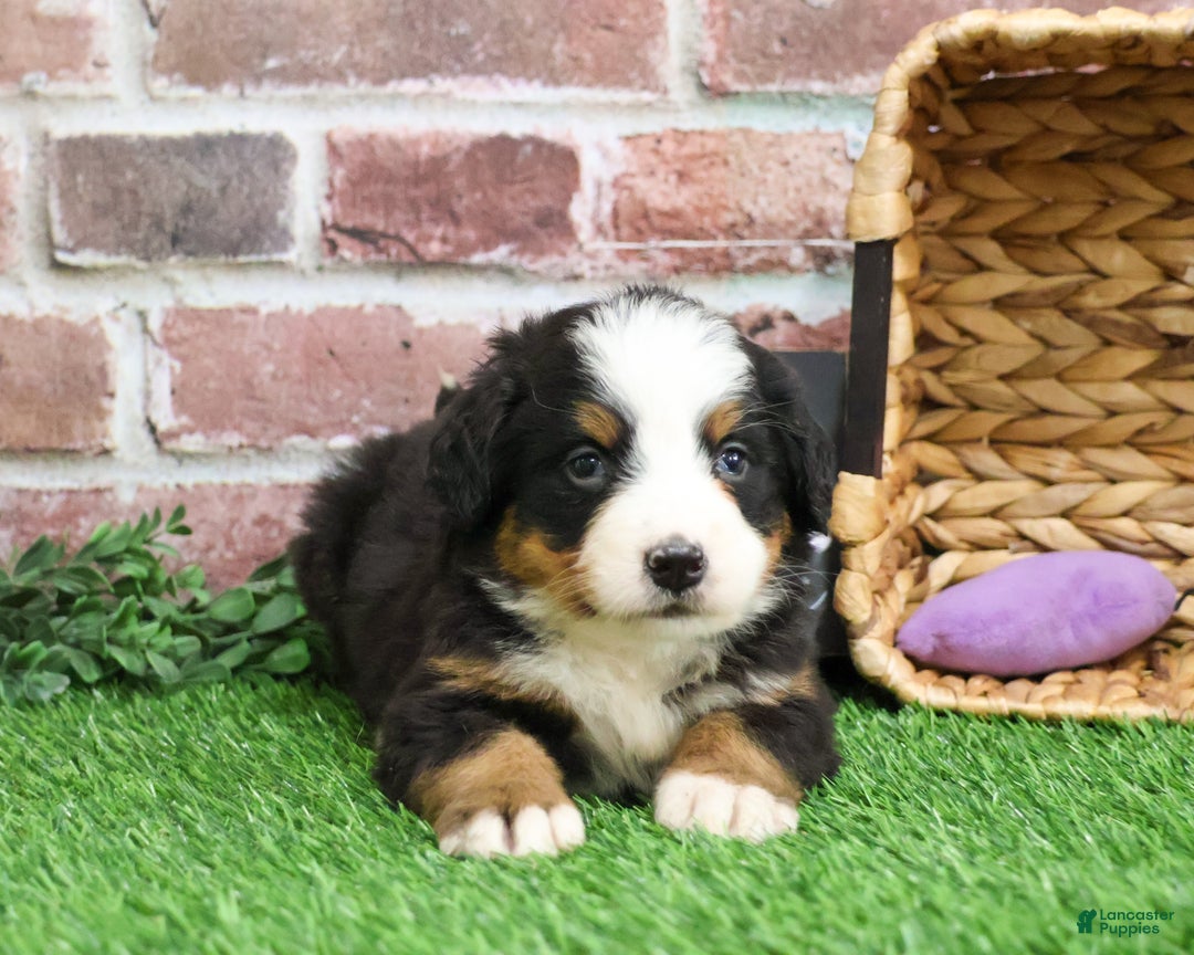 Bernese Mountain Dog dogs for sale: Holly  - Ad 4