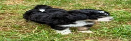 Mini Bernedoodle dogs for sale: Gale - Ad 6