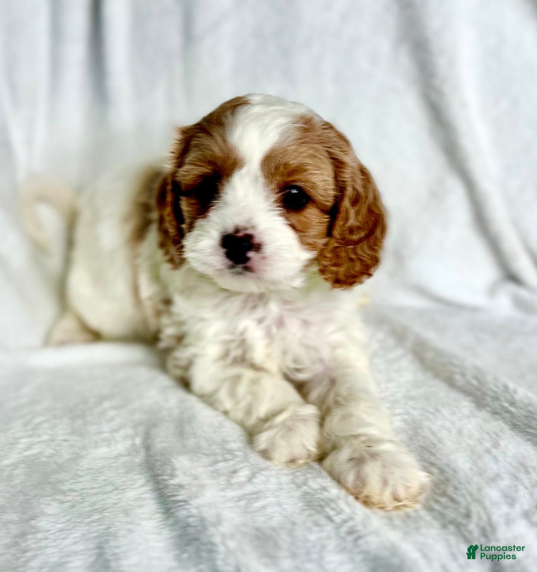 Cavapoo dogs for sale: Penelope - Ad 8