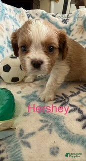 Cavalier King Charles Spaniel dogs Hershey - Ad 1