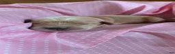 Golden Retriever dogs for sale: Zoey - Ad 3