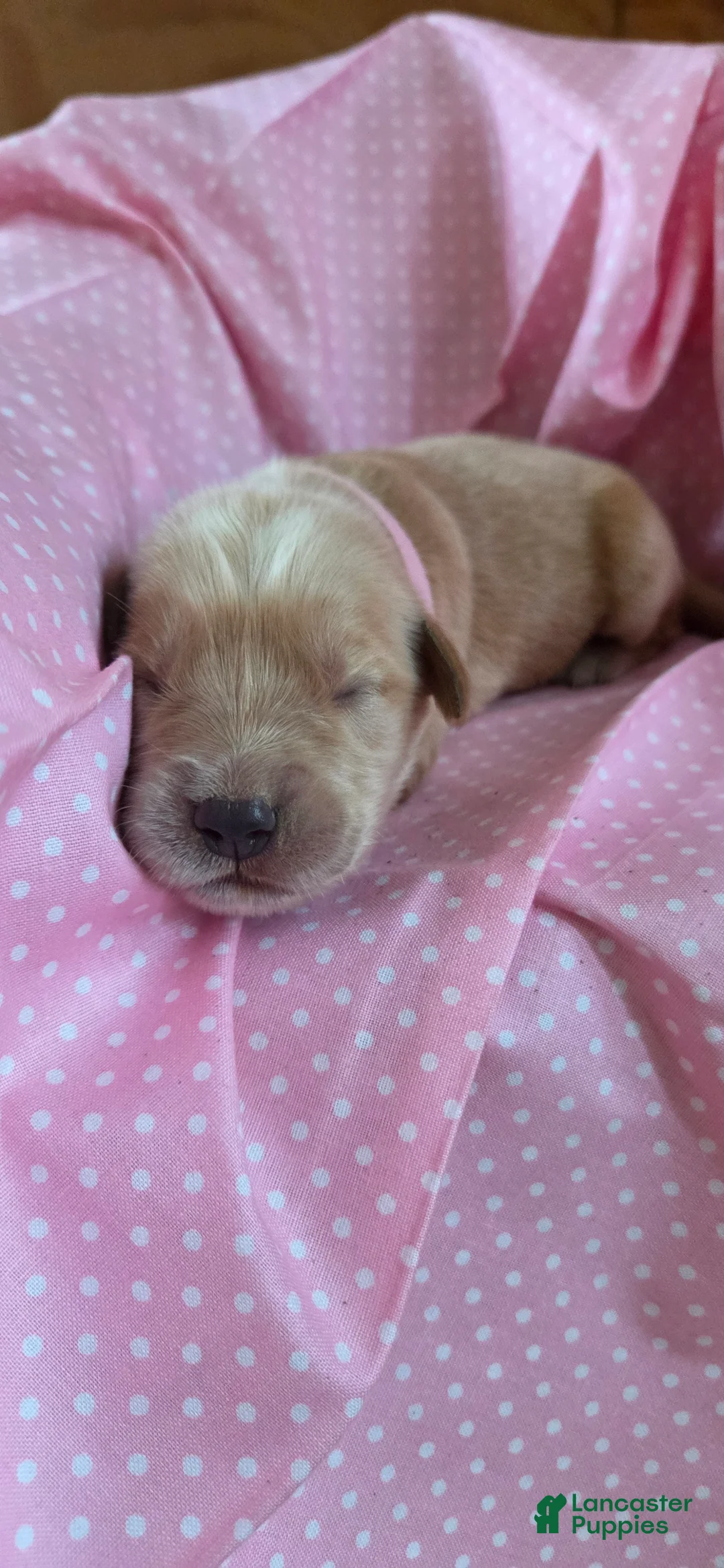 Golden Retriever dogs for sale: Zoey - Ad 3