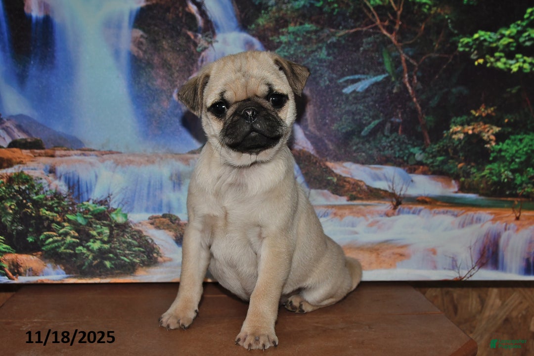 Pug dogs for sale: Rascal - Ad 2