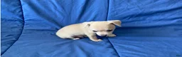 Chihuahua dogs for sale: Remy - Ad 11