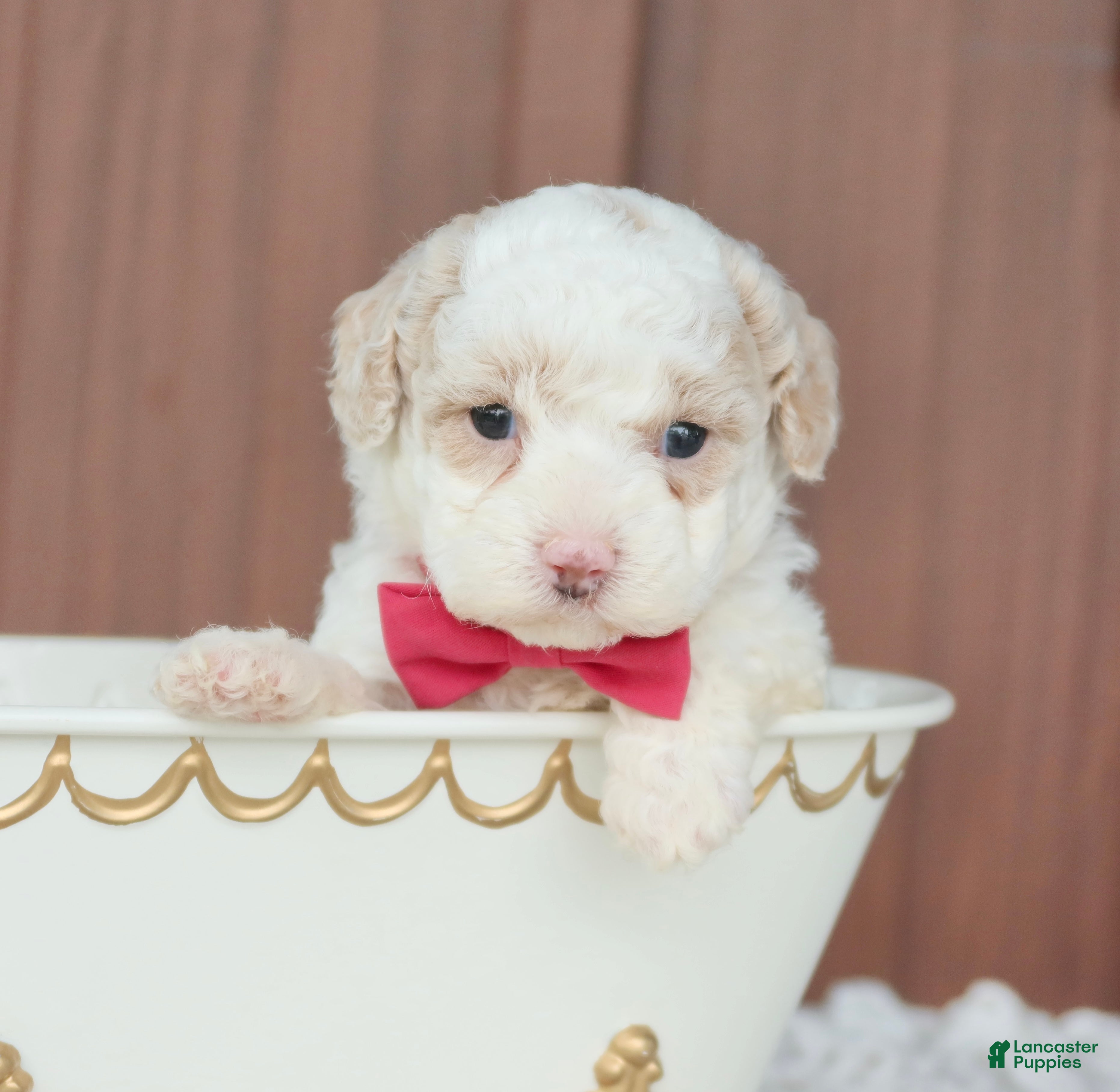 Toy Poodle dogs Star - Ad 2