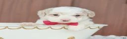 Toy Poodle dogs for sale: Star - Ad 2