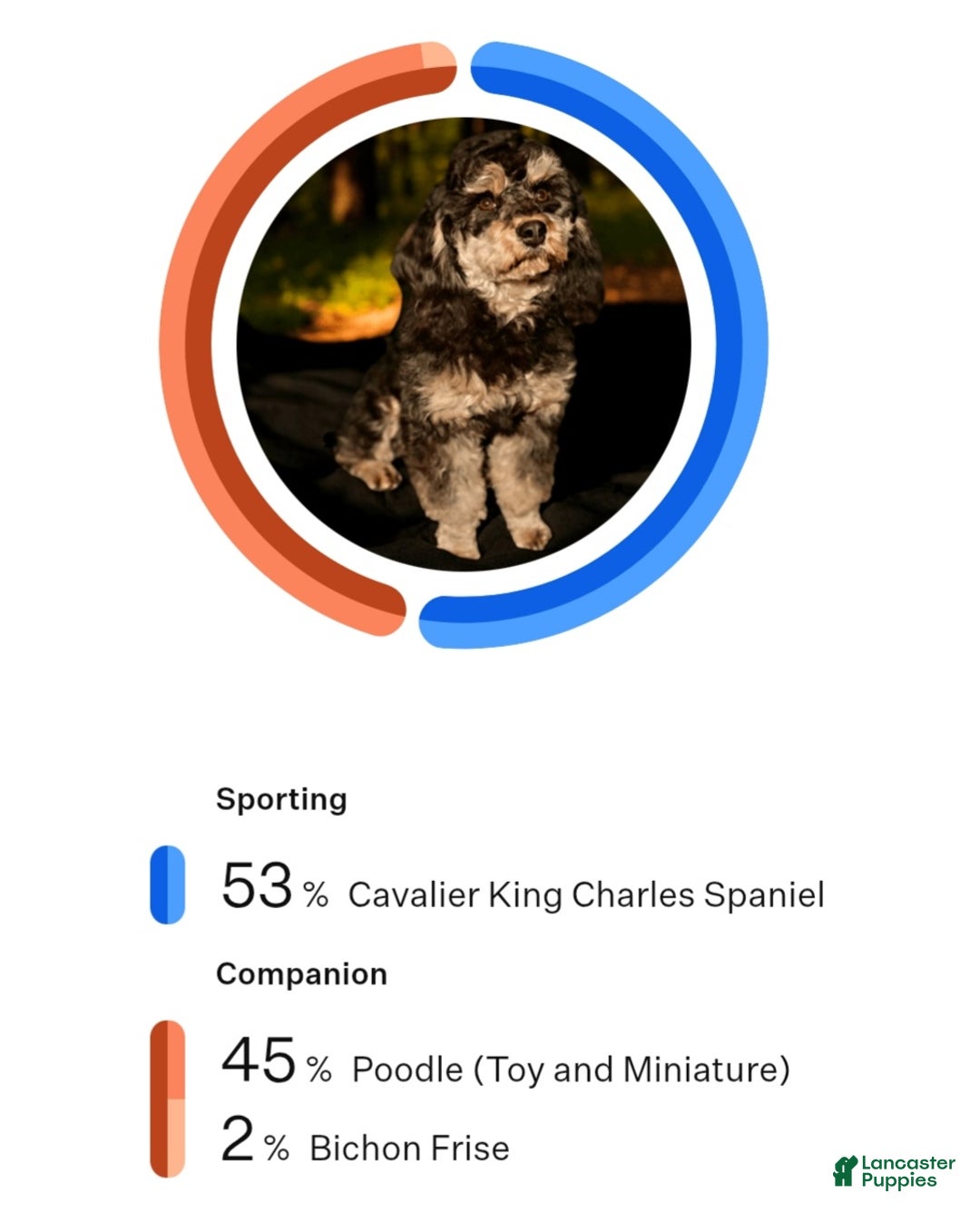 Cavapoo dogs for sale: Charlie  - Ad 2